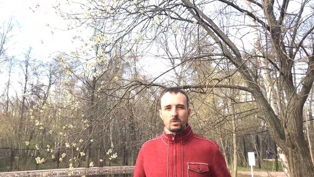 Ранние весенние медоносы - Ивовый майский мед - Влог 4