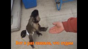 Мартышка купила сок (в "Гоблинском" переводе) Monkey buys juice