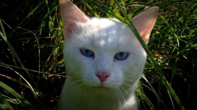 Белый окрас кошек