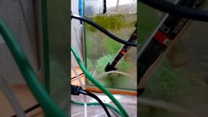 нерест барбуса мутанта