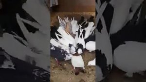 Голуби из баку