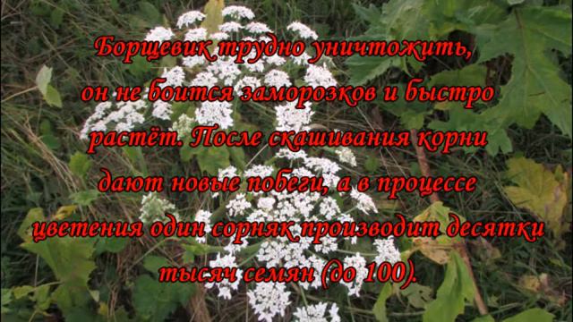 Бощевик Екатерина Л 2 класс, Фадеевская сельская библиотека