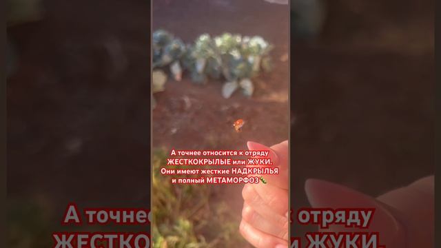 #полет #божьякоровка #жук #ladybag #biology #insects #fly #beatle #beatles #осень #лето #пташка
