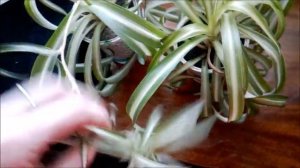 Хлорофитум. Размножение