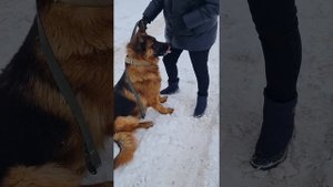 Как отучить собаку кидаться на других собак и животных