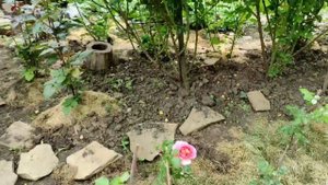 Роза Джефф Гамильтон, первогодки и первый бутон.