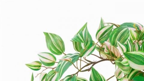 Традесканция — секреты выращивания и ухода в домашних условиях.