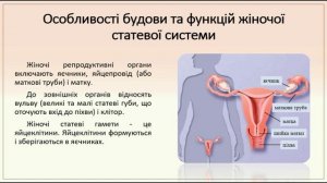 Біологія людини. Будова та функції репродуктивної системи