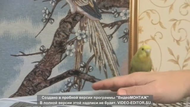 Ручной волнистик