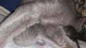 Роды РУССКОЙ ГОЛУБОЙ кошки -Childbirth of the Russian Blue Cat- Geburt der RUSSISCH BLAU Katze