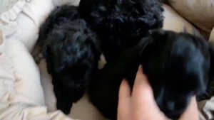 ДИЗАЙНЕРСКИЕ ЩЕНКИ ПОМАПУ /PUPPY POMAPOO
