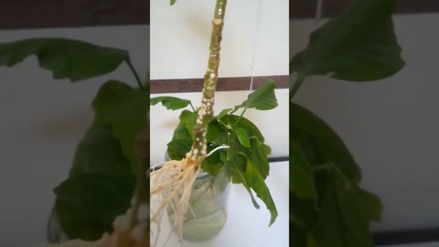 Гибискус ( китайская роза) , способ укоренения .