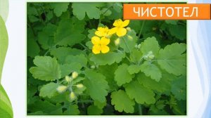 проект Разнообразие природы родного края