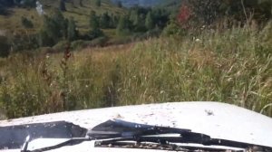 на ниве в тигирек