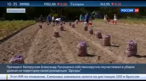 Лукашенко с сыном собирают картошку у себя дома.