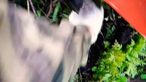 Мотоблок Агат подготовка земли?гусиные лапки