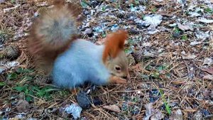 Белки всегда рулят