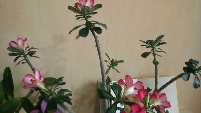 Ядовитый адениум (рецепт африканского племени ХАДЗА) смотреть онлайн