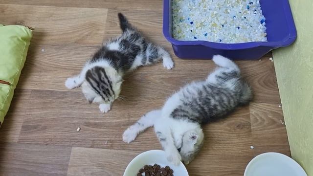 Котята медленно просыпаются и начинают активно играть смотреть онлайн