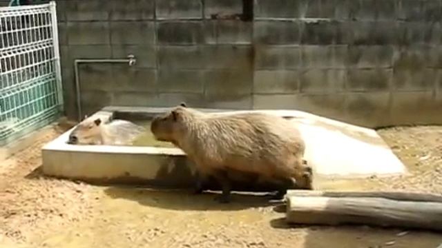 Capybara Mating смотреть онлайн