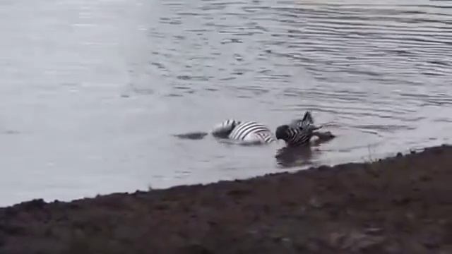 КРОКОДИЛ СОЖРАЛ БЕГЕМОТА И ЗЕБРУ!!! ШОК ВИДЕО. КРОКОДИЛ УБИЙЦА. смотреть онлайн