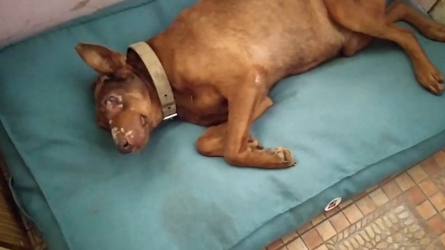 Последние дни жизни Джека?? смотреть онлайн