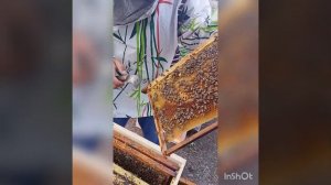 как сделать стартер и воспиталку в одной семье