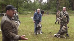 64 я Кировская выставка охотничьих собак  Ринг ЗСЛ кобели старшая возрастная группа 6