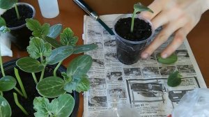 Прививка арбуза на фиголистную тыкву