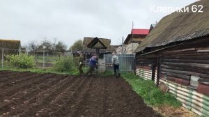 Посадка картофеля сохой