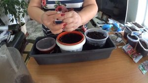 ЭУСТОМА КОМНАТНАЯ СЮИТА , посев  семян без пикировки