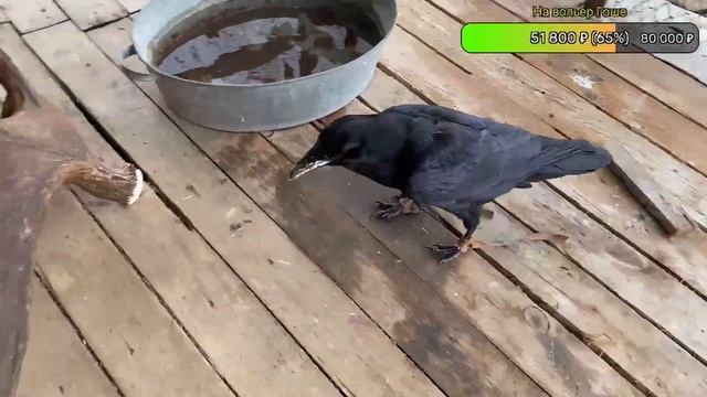 Гоше 2 Года! Готовлю торт и отмечаем на стриме. смотреть онлайн