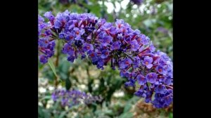 СУПЕР Кустарник Цветущий ВСЕ Лето для вашего сада / Буддле́я Дави́да - Buddléja davídii