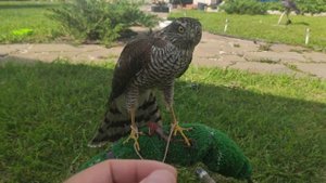 ястреб перепелятник, первые кормления