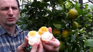 Citrus sulcata "Sanbokan"