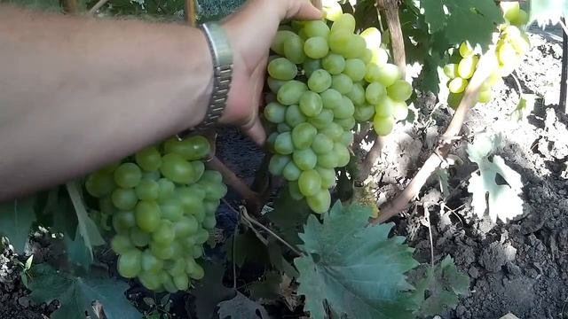 Сорт винограда Дамасская Роза. Вкусняшка из Турции. 2018 смотреть онлайн