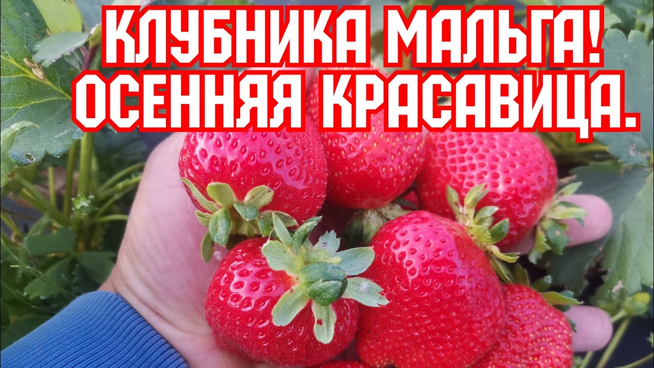 Клубника МАЛЬГА, осенняя красавица! смотреть онлайн