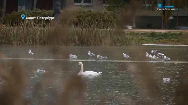 Почему нельзя кормить казарок, куда улетел лебедь и зачем лось нюхает багульник смотреть онлайн