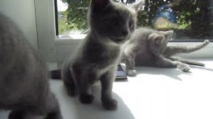 Котятам 1,5 месяца