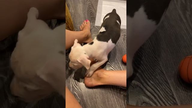 Смотри!! Щенок Амстаффа   -  1 месяц) AMSTAFF PUPPY FIRST DAY IN THE NEW HOME