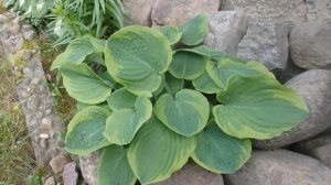 Hosta 'Abiqua Moonbeam'