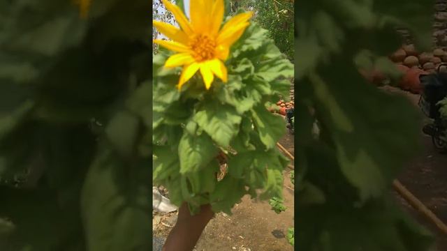 Mexican sunflower 💛💛💛 like and subscribe