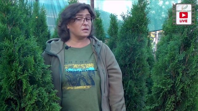 Экзотические сорта туи западной. смотреть онлайн