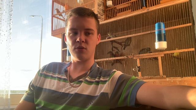 Про отлов певчих птиц смотреть онлайн