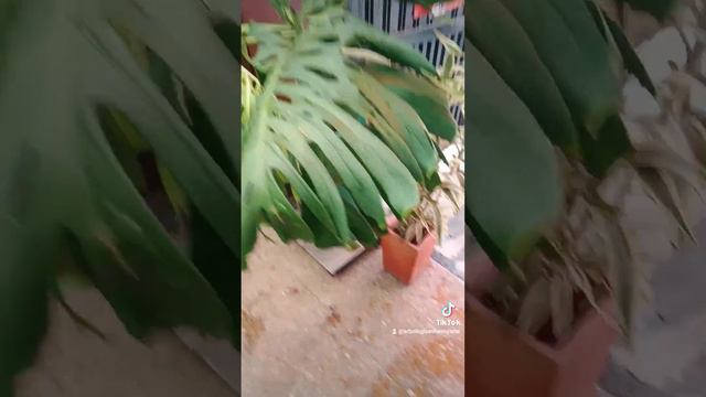 Está monstera se rescató de la basura, se le realizó poda