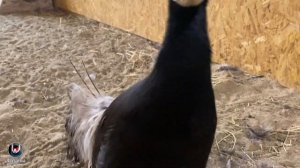 Элитные виды фазанов. Elite types of pheasants.