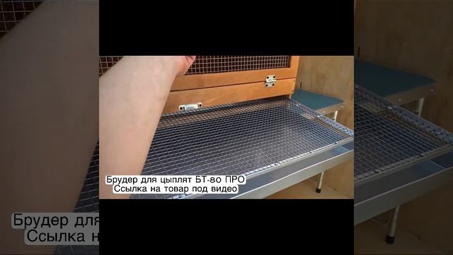 Брудер для цыплят 80шт: Как достичь идеальных условий!