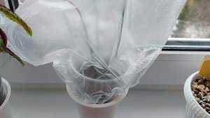 Размножение альбуки спиральной цветоносом. Как размножается альбука