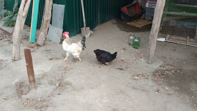 Праздник живота у Кур/Кролики Растут/Как спасти инжир? смотреть онлайн