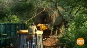 В мире. Дикий слон. Доброе утро. Фрагмент выпуска от 17.01.2019